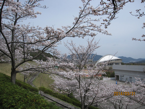 サクラ　