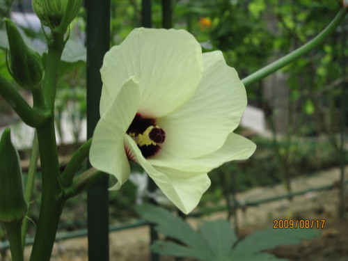オクラの花　2009-08-17