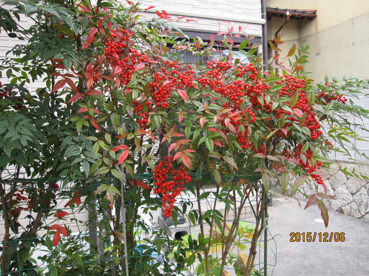 Img_4694 Img_4694