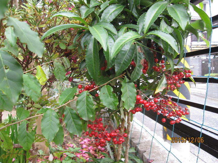 Img_4698 Img_4698