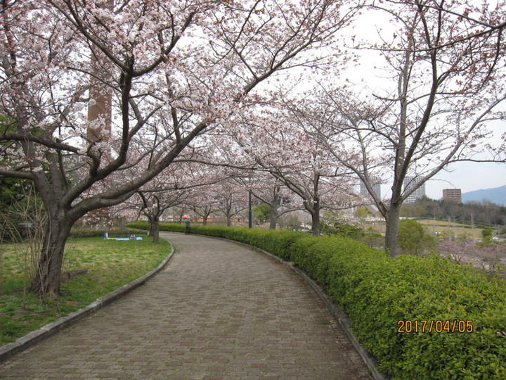 iPromenade : 広島広域公園の桜 2017
