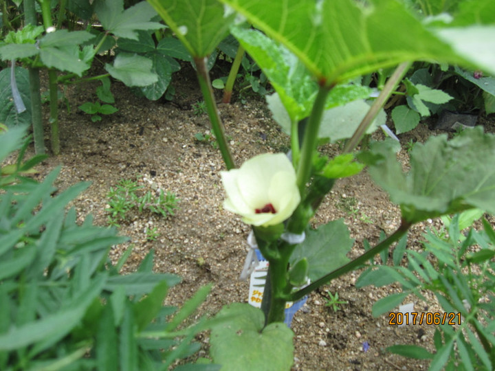 Img_6195 Img_6195