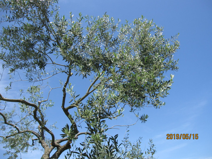 Img_7971 Img_7971