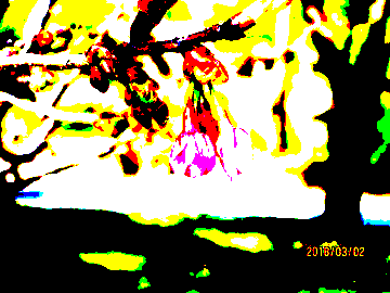 縮景園のサクラ