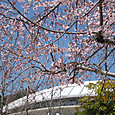 しだれ桜　2011-04-06