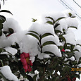 冠雪したサザンカ　2010-01-14